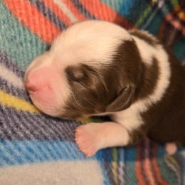 Cocoa - Red tri-color female Australian Shepherd puppy in Russellville, Kentucky from Page Family Homestead