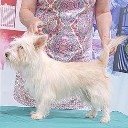 Missy - Portuguese Podengo Pequeno