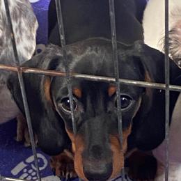 Boy 2 - Black and tan male Dachshund puppy in Bryceville, Florida from Lucky Dog Dachshunds