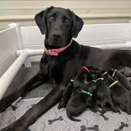 Labrador Retriever Puppies from Brush Creek Retrievers