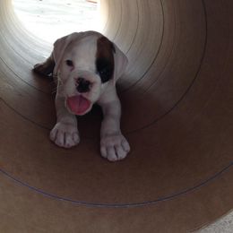 Boxer Puppies from Quinney’s Boxers