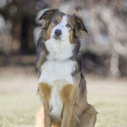 Lark - English Shepherd