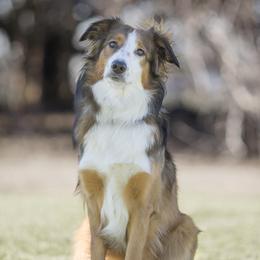 Lark - English Shepherd