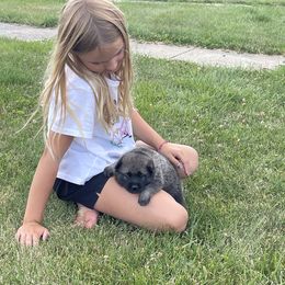 Norwegian Elkhound Puppies from English Bench Elkhounds