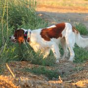 Irish Red and White Setter All Grown Up from Renegade Red & White Setters