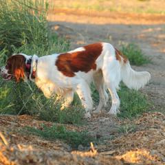 Irish Red and White Setter All Grown Up from Renegade Red & White Setters