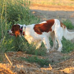Irish Red and White Setter All Grown Up from Renegade Red & White Setters