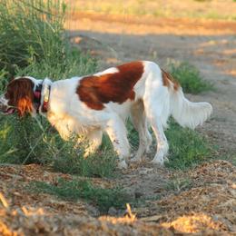 Irish Red and White Setter All Grown Up from Renegade Red & White Setters