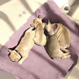 French Bulldog Puppies from Von Darr Kennels