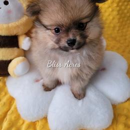 Pomeranian puppies from Bliss Acres Farm