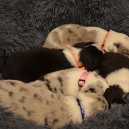 Border Collie Puppies from Botanical Border Collies