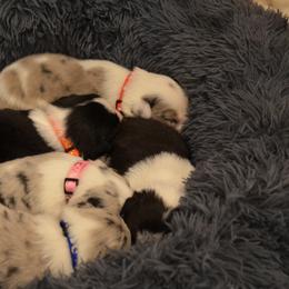 Border Collie Puppies from Botanical Border Collies