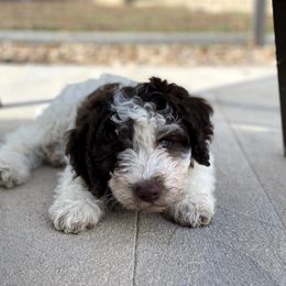 Lagotto Romagnolo Puppies from Crescendo Lagotto Romagnolos
