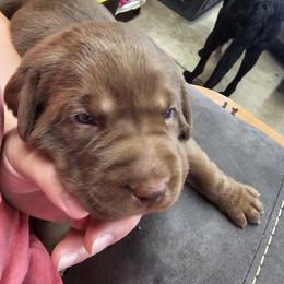 Lavender Collar - Chocolate female Labrador Retriever puppy in Boyd, Minnesota from Lindley Labradors