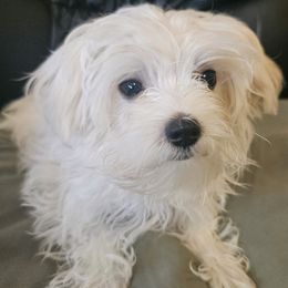 Babe - Maltese