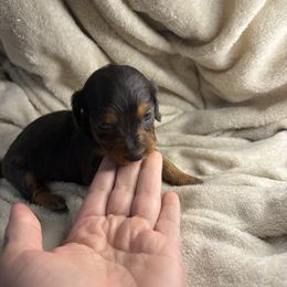 Tika - Dapple female Dachshund puppy in Richwood, West Virginia from Wild and Wonderful Wieners