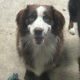 Ruger - Miniature Australian Shepherd