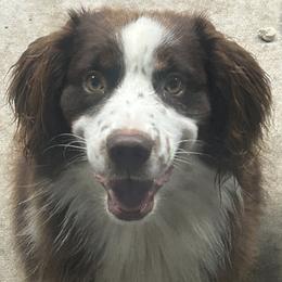 Ruger - Miniature Australian Shepherd