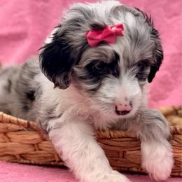 Pink collar toy - Blue merle female Aussiedoodle puppy in 32046, Florida from River Hill Ranch