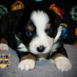 Valentine - Black tri male Miniature Australian Shepherd puppy in El Dorado Springs, Missouri from HP Aussie Kennels