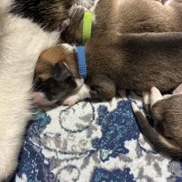 Walter - Fawn male Pembroke Welsh Corgi puppy in Warrenton, Virginia from Shenandoah Corgis