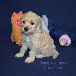 Valerie - Buff female Cockapoo puppy in Hopkins, South Carolina from Sugar and Spice Cockapoos