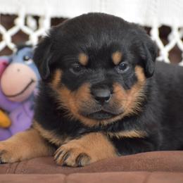 Farrah - Black and mahogany female Rottweiler puppy in Catawissa, Pennsylvania from Sharp Ridge Rottweilers