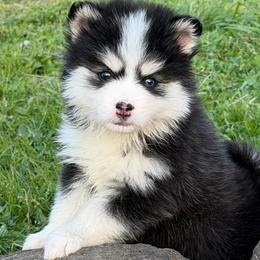 Bearie - Black and white female Pomsky puppy in Mc Minnville, Oregon from West Coast Pomskies