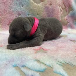 Misty - Blue female Italian Greyhound puppy in Lancaster, Missouri from White Stone Ranch