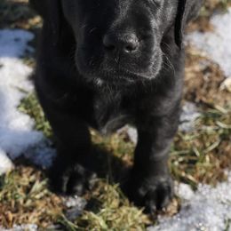 Labrador Retrievers from L.M.H Labradors