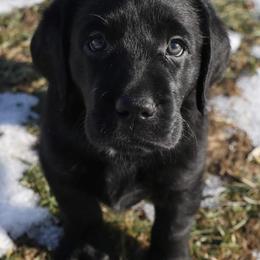 Labrador Retrievers from L.M.H Labradors