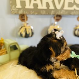 Yorkshire Terrier Puppies from Yuppie Yorkies