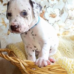 Dalmatian and Poodle Puppies from Reeves Family Standards