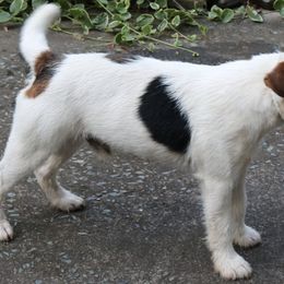 Jack Russell Terriers from Run Away Farm