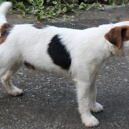 Jack Russell Terriers from Run Away Farm