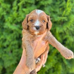 Colt - Apricot male Cavapoo puppy in Pasco, Washington from Columbia Basin Puppies