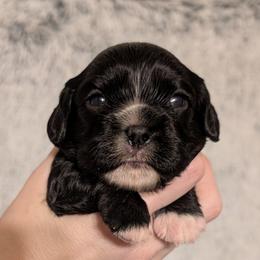 Poppy - Black and white female Cavalier King Charles Spaniel puppy in Stilwell, Oklahoma from Love Bug Cavaliers
