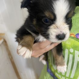 Ace - Black tri male Toy Australian Shepherd puppy in Knoxville, Tennessee from Legacy Farm