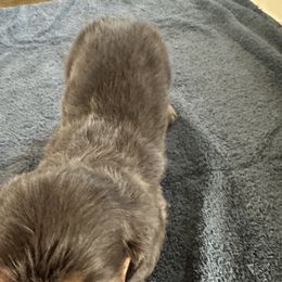 Boy 2 - Blue and tan male Dachshund puppy in Mount Pleasant, Texas from Swaffords Dachshund Kingdom