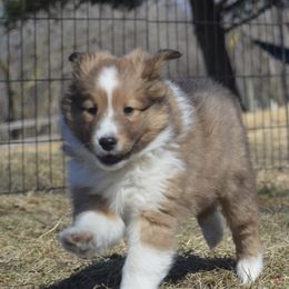Shetland Sheepdog Puppies from Sunny Shelties