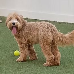 Toast - Australian Labradoodle