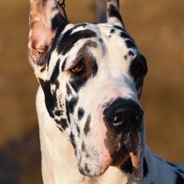 Biggie - Harlequin male Great Dane puppy in Caldwell, Ohio from Folklore Kennel