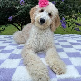 Bernedoodle, Goldendoodle, and Poodle Puppies from Poodle and Doodle Haven