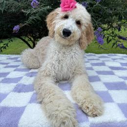 Bernedoodle, Goldendoodle, and Poodle Puppies from Poodle and Doodle Haven