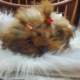 Cream Liver Female1 - Liver female Shih Tzu puppy in Hillsdale, Michigan from Prairie Fen Farm