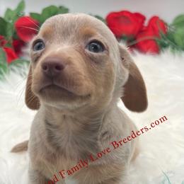 Chihuahua, Companion Cross, and Dachshund Puppies from Dachshund Family Love Breeders