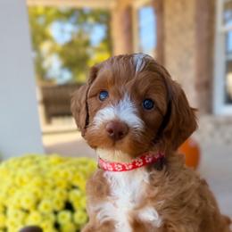 Jack - Red  male Goldendoodle puppy in Cannon County, Tennessee from Hilltop Doodles and Poodles