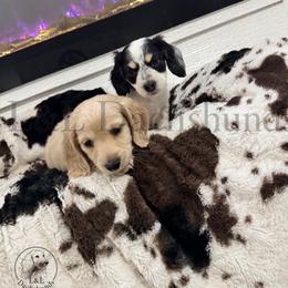Dachshund Puppies from L&L Dachshunds