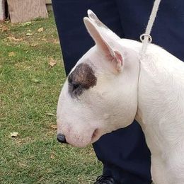 Simone - Bull Terrier