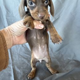Gift - Black and tan female Dachshund puppy in Tonopah, Arizona from Brandie's Dachshunds